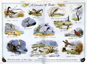 Cuckoos Gallery: A Calendar of Birds by Pauline Baynes
