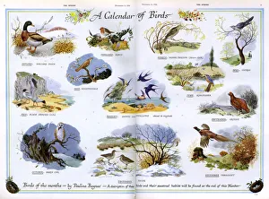 A Calendar of Birds by Pauline Baynes A Calendar of Birds by Pauline Baynes