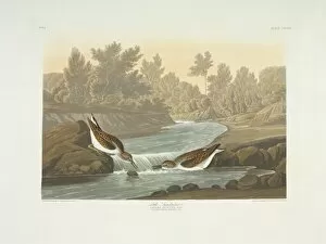 Shore Bird Gallery: Calidris minutilla, least sandpiper