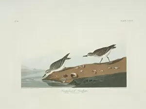 Shore Bird Gallery: Calidris pusilla, semipalmated sandpiper