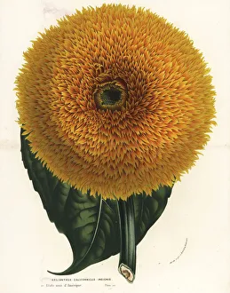 California sunflower, Helianthus californicus California sunflower, Helianthus californicus