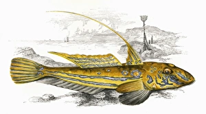 Callionymus lyra, or Common Dragonet Callionymus lyra, or Common Dragonet
