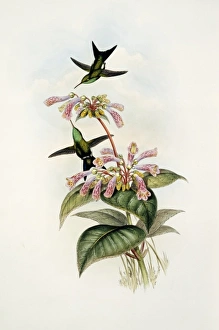 Calliphlox amethystina x Chlorostilbon mellisugus Calliphlox amethystina x Chlorostilbon mellisugus