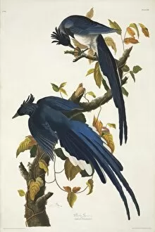 Crows And Jays Gallery: 