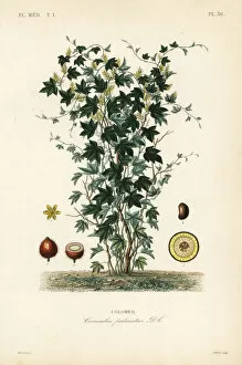 Bitter Gallery: Calumba tree, Jateorhiza columba