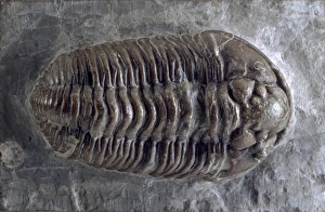 Calymene, trilobite Calymene, trilobite