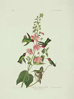 Apodiformes Gallery: Calypte anna, Annas hummingbird
