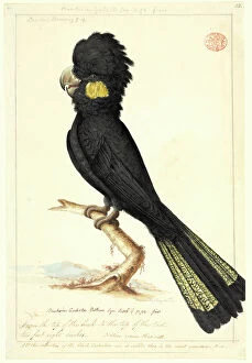 Crest Gallery: Calyptorhynchus funereus, yellow-tailed black cockatoo