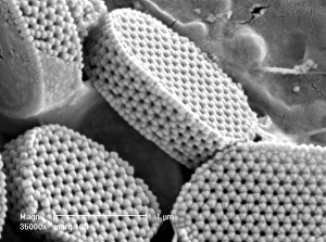 Calyptrolithophora papillifera, holococcolith Calyptrolithophora papillifera, holococcolith