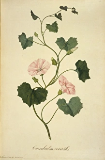 Calystegia tuguriorum, powhiwhi Calystegia tuguriorum, powhiwhi