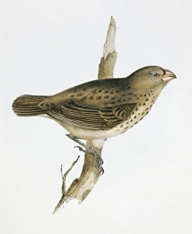 Camarhynchus crassirostris, vegetarian finch Camarhynchus crassirostris, vegetarian finch