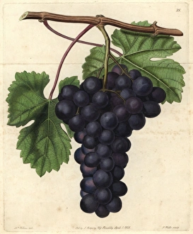 Cambridge Botanic Garden grape, Vitis vinifera Cambridge Botanic Garden grape, Vitis vinifera