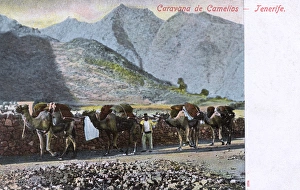 Camel Caravan (Train) - Tenerife, Spain Camel Caravan (Train) - Tenerife, Spain