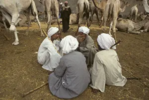 Camel traders at Birqash Camel Market near Cairo, Egypt Camel traders at Birqash Camel Market near Cairo, Egypt