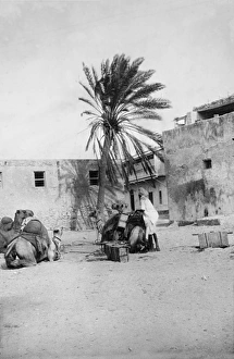 Kismayo Gallery: Camel transport in Kismayo, Somalia, East Africa