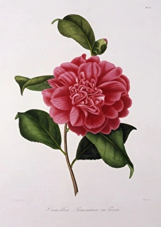 <b class=qtipBold><figcaption>Camellia Rawsiana, or Roscii</figcaption></b><br>Camellia Rawsiana, or Roscii, drawn by J J Jung, engraved by Oudet, in a book entitled Iconographie du Genre Camellia ou Description et Figures des Camellia les plus beaux et les plus rares peints d'apres nature, by Lorenzo Berlese (Abbe Laurent Berlese), published in Paris between 1841 and 1843. Date: circa 1841<br><em>© Mary Evans Picture Library</em> Camellia Rawsiana, or Roscii
