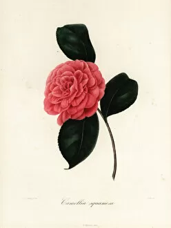 Images Dated 21st April 2020: Camellia squamosa