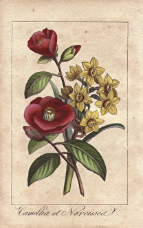 Camellias and daffodils, Camellia japonica Camellias and daffodils, Camellia japonica