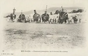 Camels palanquins on the racing grounds Camels palanquins on the racing grounds