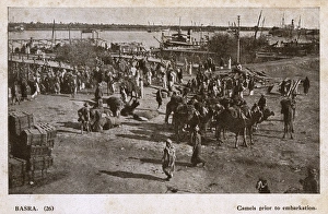 Camels ready for embarkation, Basra, Iraq Camels ready for embarkation, Basra, Iraq