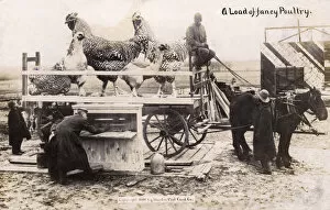 Oversize Gallery: Canada - Transporting a load of fancy poulty