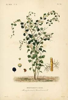 Canadian moonseed or yellow parilla, Menispermum canadense