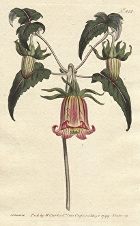 Canary bell-flower with yellow flowers, native Canary bell-flower with yellow flowers, native