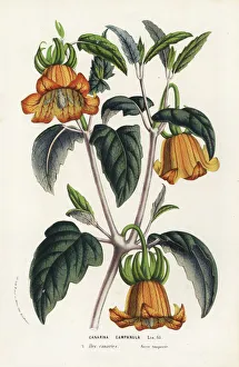Canary Island bellflower, Canarina canariensis Canary Island bellflower, Canarina canariensis