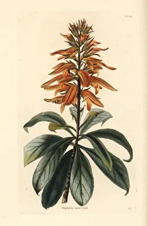 Canary Island foxglove, Isoplexis canariensis. Endangered Canary Island foxglove, Isoplexis canariensis. Endangered