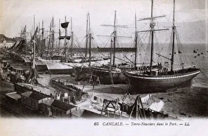 Cancale, Brittany, France - Newfoundlanders in the port Cancale, Brittany, France - Newfoundlanders in the port