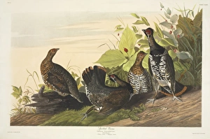 Canchites canadensis, spruce grouse Canchites canadensis, spruce grouse