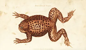 Cane toad or marine toad, Rhinella marina Cane toad or marine toad, Rhinella marina