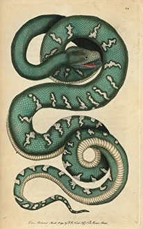 Canine boa, dog-headed snake or emerald tree Canine boa, dog-headed snake or emerald tree