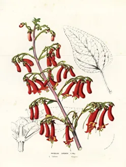 Cape figwort or cape fuchsia, Phygelius capensis Cape figwort or cape fuchsia, Phygelius capensis