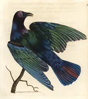 Cape glossy starling, Lamprotornis nitens