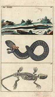 Cape grass lizard, greater siren and lizard skeleton Cape grass lizard, greater siren and lizard skeleton