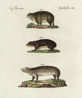 Cape hyrax, coney, and groundhog Cape hyrax, coney, and groundhog