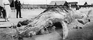 Cape May sea creature, 1924 Cape May sea creature, 1924