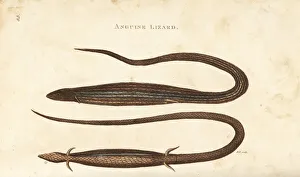 Cape snake lizard, Chamaesaura anguina Cape snake lizard, Chamaesaura anguina