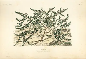 Caper bush or Flinders rose, Capparis spinosa Caper bush or Flinders rose, Capparis spinosa