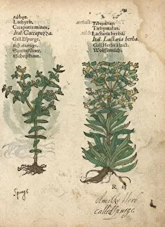 Euphorbia Gallery: Caper spurge, Euphorbia lathyris, and wolfsmilk
