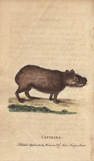 Capibara or capybara, Hydrochoerus hydrochaeris Capibara or capybara, Hydrochoerus hydrochaeris