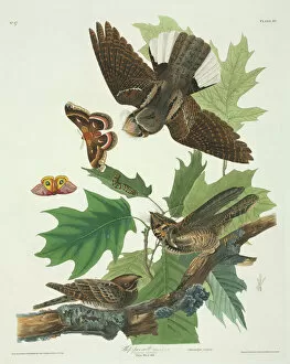 Arthropoda Gallery: Caprimulgus vociferus, whip-poor-will