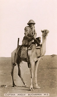 Captain Angus Buchanan on a camel in Mesopotamia Captain Angus Buchanan on a camel in Mesopotamia