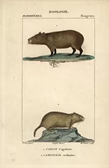 Capybara, Hydrochoerus hydrochaeris, and common