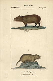 Capybara, Hydrochoerus hydrochaeris, and common Capybara, Hydrochoerus hydrochaeris, and common