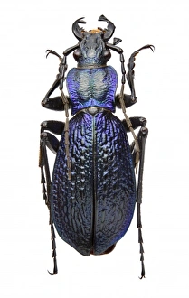 Carabus intricatus, blue ground beetle Carabus intricatus, blue ground beetle