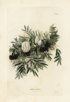 Robinia Gallery: Caragana jubata