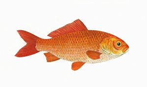 Carassius auratus auratus, or Goldfish Carassius auratus auratus, or Goldfish