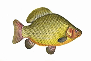 Carassius carassius, or Crucian Carp Carassius carassius, or Crucian Carp